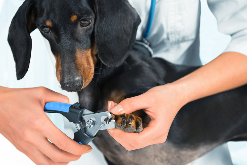 The 5 Best Nail Clippers for Dogs