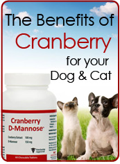 The Benefits Of Cranberry For Your Dog & Cat