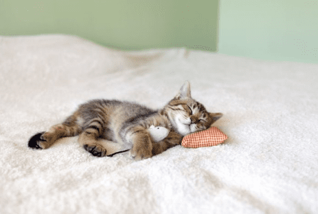 The Best Antibiotics for Cats