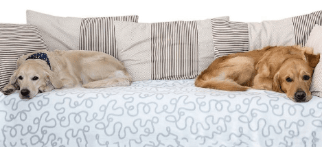 The Best Antibiotics for Dogs