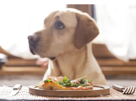 The Best Foods for Diabetic Dogs