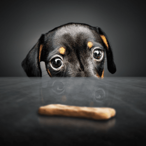 The Best Healthy Dog Treats for Conscientious Owners