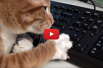 The Best Strategies For Working At Home With Your Cats