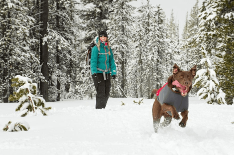 The Best Warm Dog Coats to Protect Against Winter & Cold Weather