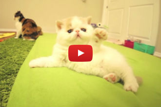 The Camera Turns On and This Adorable Kitten Has the Cutest Reaction!