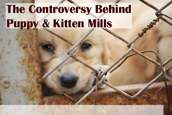 The Controversy Behind Puppy Mills and Kitten Mills