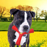 The Dangers of Buying Non-U.S. Approved Products