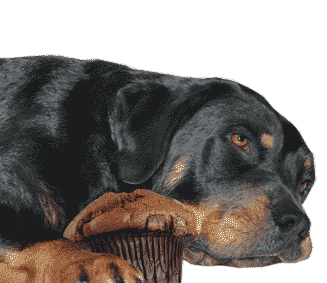 The Dangers of Sugar Substitutes