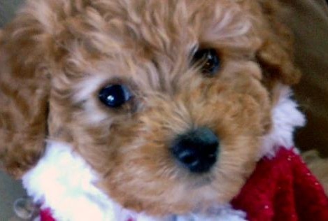 The Dorian Gray of Dogs has Arrived with the Cava-Poo-Chon