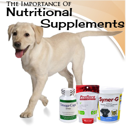 The Importance of Nutritional Supplements