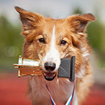 The Most Intelligent Dog Breeds of the World