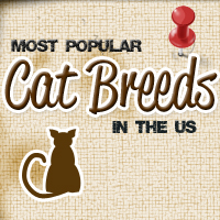 The Most Popular Cat Breeds in the US