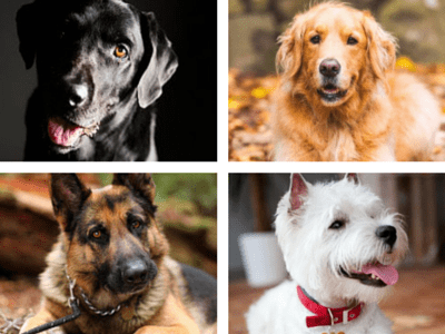 The Most Popular Dog Breeds of 2015