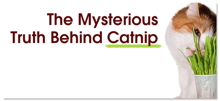 The Mysterious Truth Behind Catnip