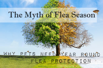 The Myth of Flea Season: Why Pets Need Year Round Flea Protection