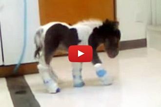 The Odds Are Not In His Favor, But Roo Doesn't Give Up!