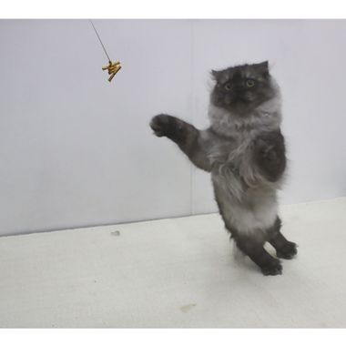 CATDANCERORIGINAL