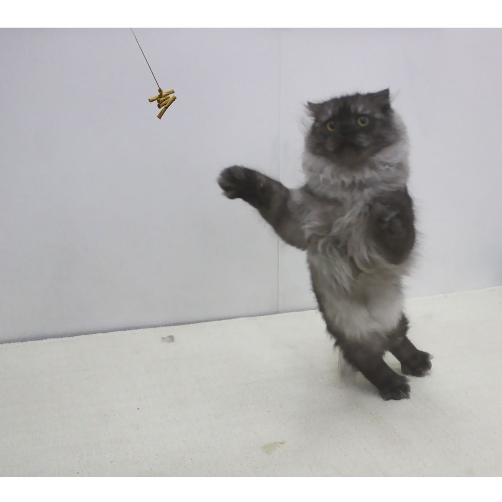 CATDANCERORIGINAL