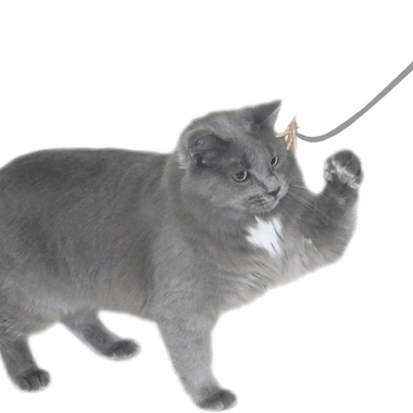 CATDANCERORIGINAL