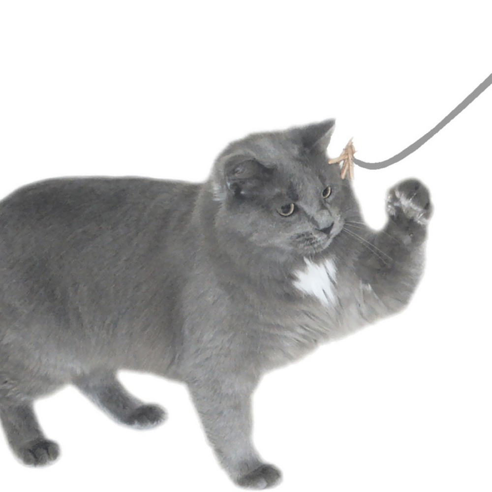 CATDANCERORIGINAL