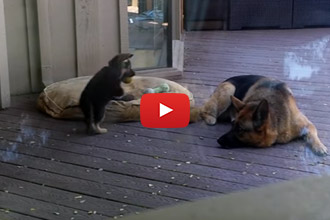 The Puppy Doesn't Want To Nap, But Wait Until You See What Mom Does About It