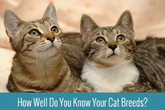 The Purr-fect Cat Breed Quiz: Test Your Knowledge!