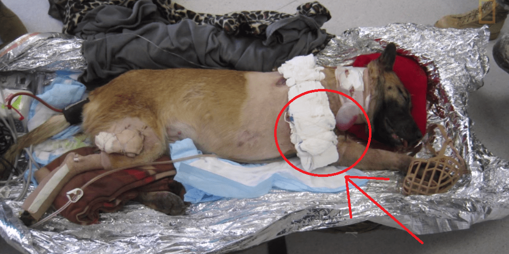 The Story of This Soldier and the US Army Dog That Saved His Life Will Touch Your Heart! I'm Tearing Up!!