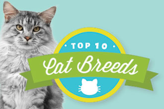 The Top Cat Breeds of 2015