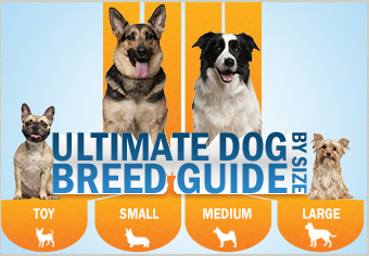 The Ultimate Dog Breed Guide