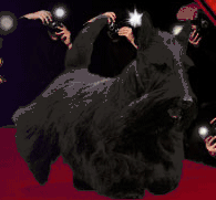 The Westminster Kennel Club Dog Show