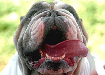 The World's Ugliest Dog