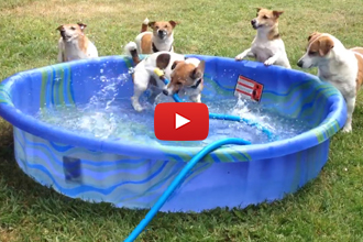 There Are 5 Jack Russells In A Pool... This Has To Be Good!