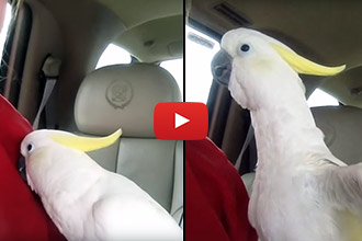 There is Nothing Cuter Than This Cockatoo Playing Peek-A-Boo!
