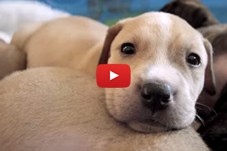 These 10 Puppies Were Orphaned And Homeless, Until These Rescuers Saved Them