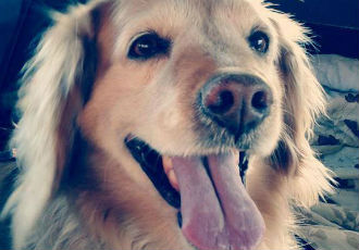 These 25 Adorable Mutts Show How Awesome Mixed Breed Dogs Really Are!