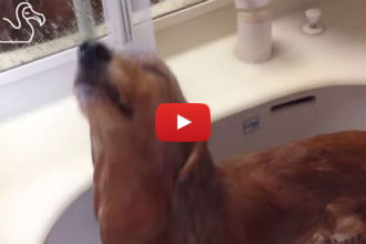These Adorable Dogs Absolutely Love Taking Showers!