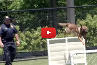 These Canines Go Through Intensive Training To Be Police Dogs