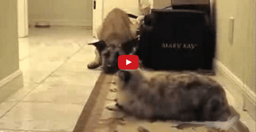 These Cats Control the Halls and Their Dogs Know It! Too Funny!!