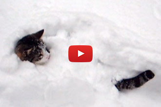 These Cats Have The Cutest Reaction To Snow!