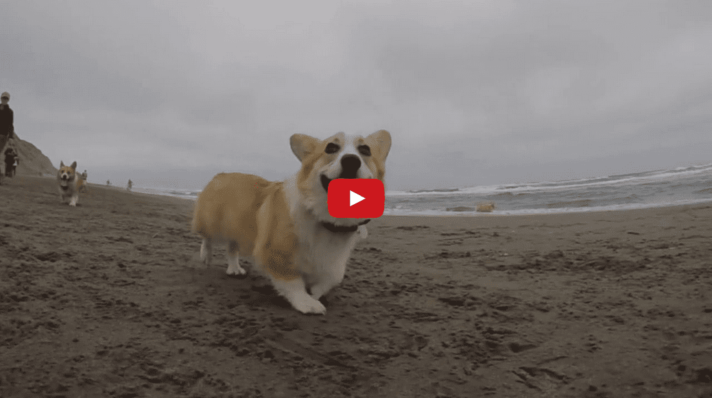 These Corgis Playing on the Beach is the Pick-me-up You Didn't Know You Needed! SO CUTE!!