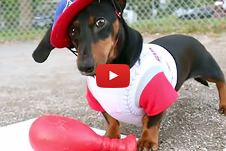 These Dachshunds Are Going Out To The Ball Game... And We Think It's Adorable!