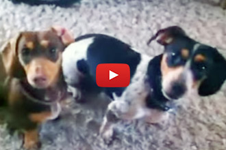 These Dachshunds Know Exactly What They Want!