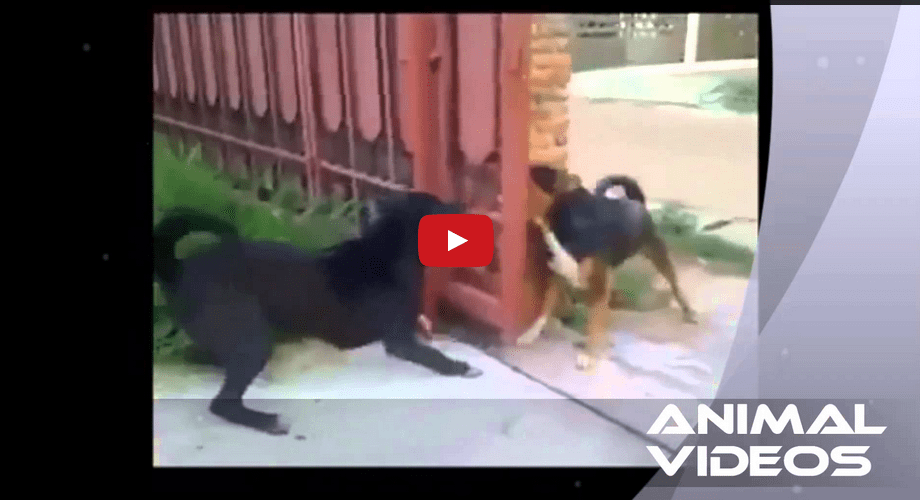 These Dogs Acting Tough Through an Open Fence Is Sure to Make You Smile!!