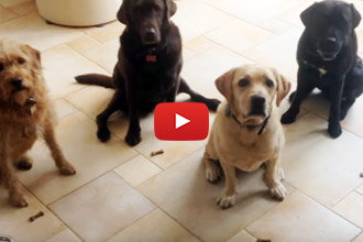 These Dogs Are Adorable AND Obedient!