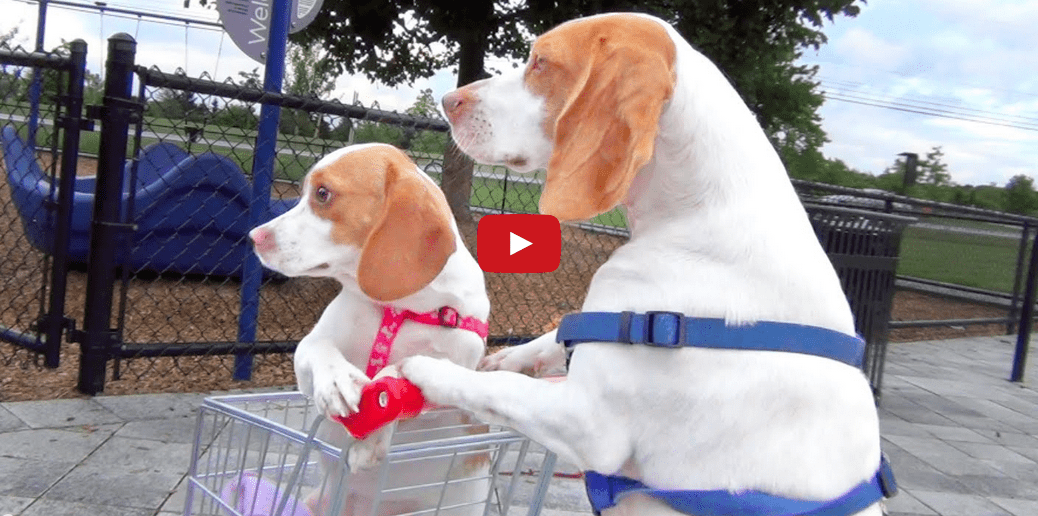 These Dogs Are Out Shopping for Adventure- And It's Adorable!!