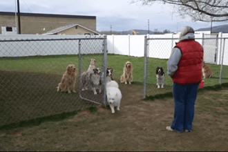 These Dogs Are Surprisingly Receptive to Roll Call- But the Last Dog's Reaction is Sure to Make You Smile!