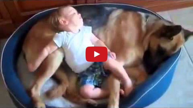 These Dogs Love Babies And Its The Most Adorable Thing Youll Ever See!
