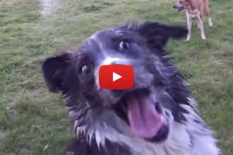 These Dogs Playing with a Garden Hose in Slow Motion is the Greatest Thing You'll Watch Today!