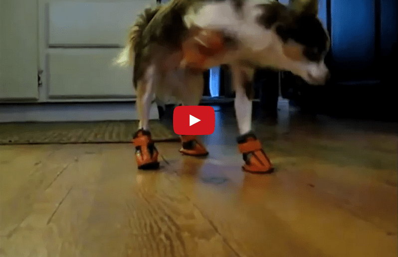 These Dogs Put Their New Shoes On And Suddenly Everything is OK at Best.