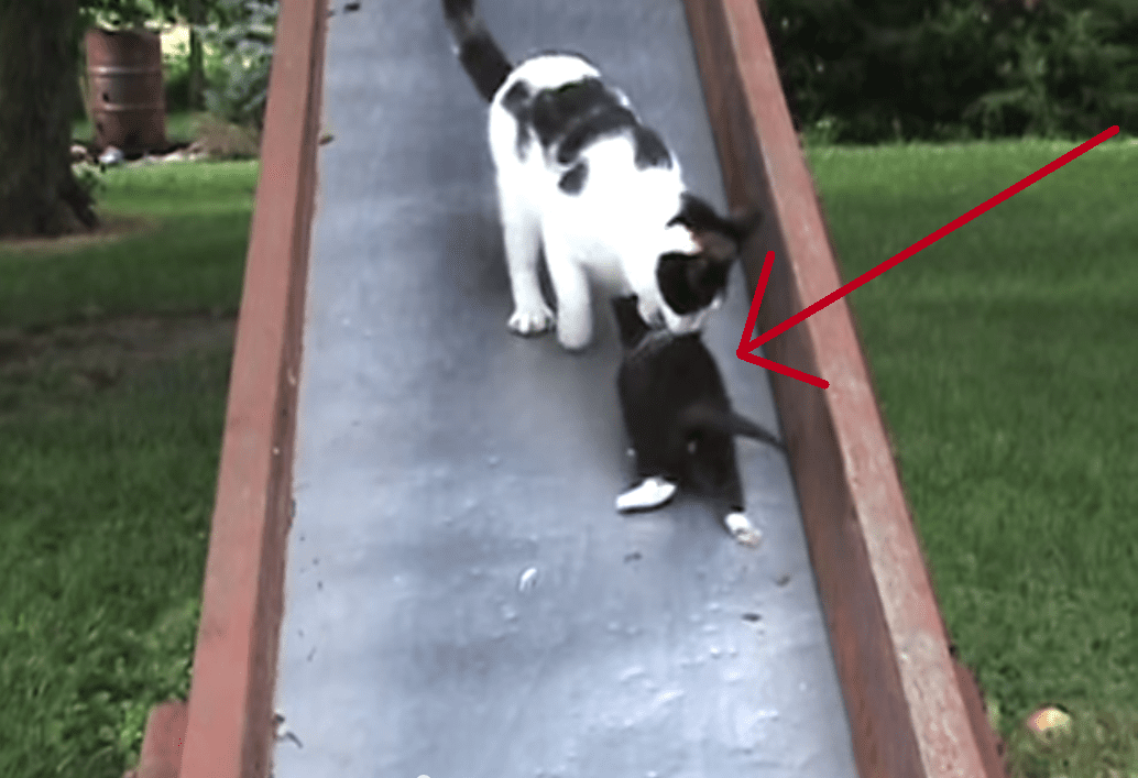 These Kittens Go Down the Slide and Regret Their Decision Immediately! Too Cute!! 